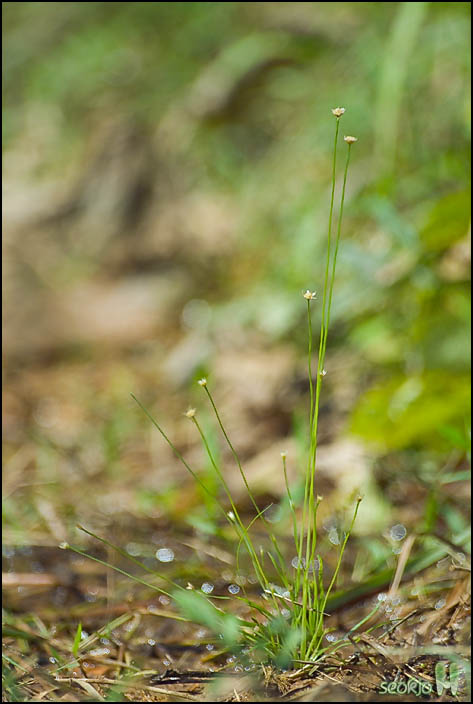 DSCF2539.jpg