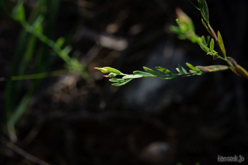 HSJ_0650.jpg