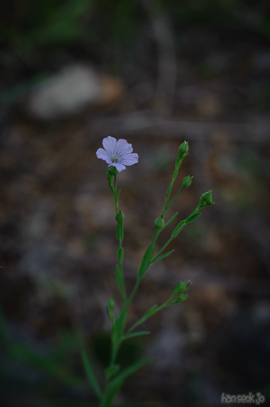 HSJ_0652.jpg