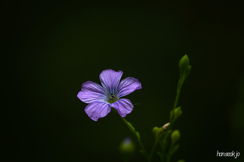 DSC_4351.jpg