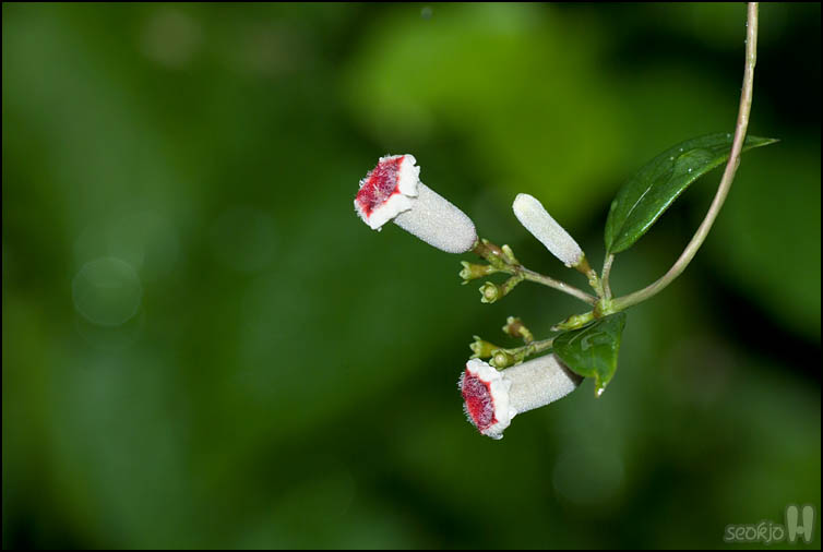 DSCF3372.jpg