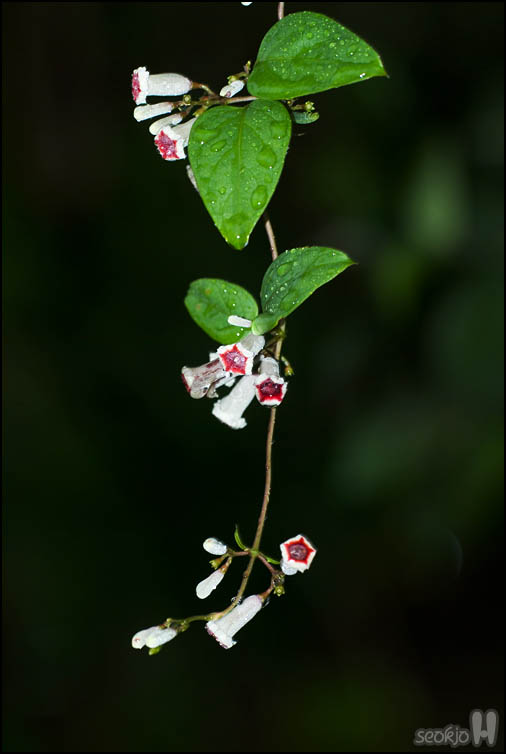 DSCF3373.jpg