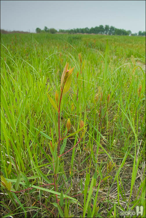 DSCF8498.jpg