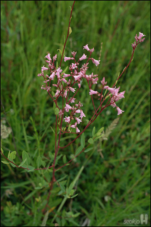 DSCF7570.jpg