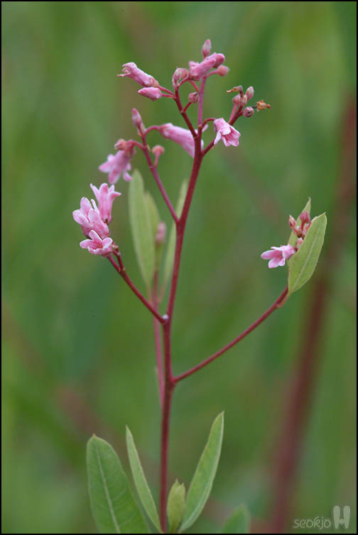 DSCF7575.jpg