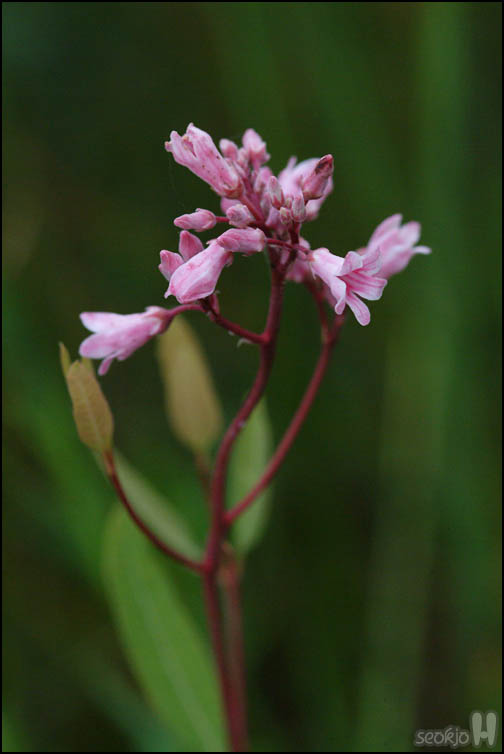 DSCF7579.jpg