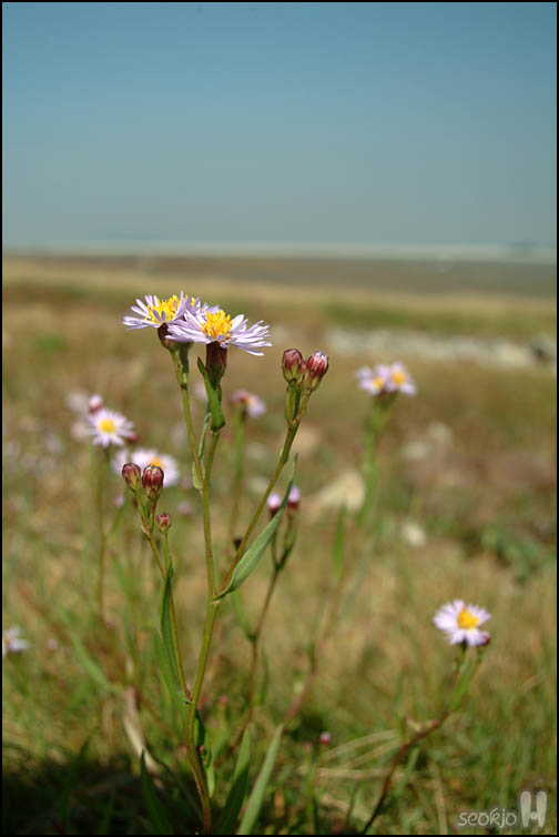 DSCF4338.jpg