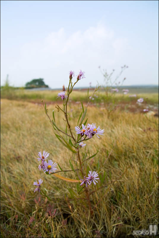DSCF6338.jpg