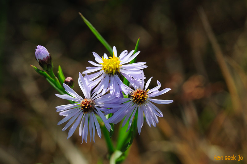 DSC_8182_1.jpg