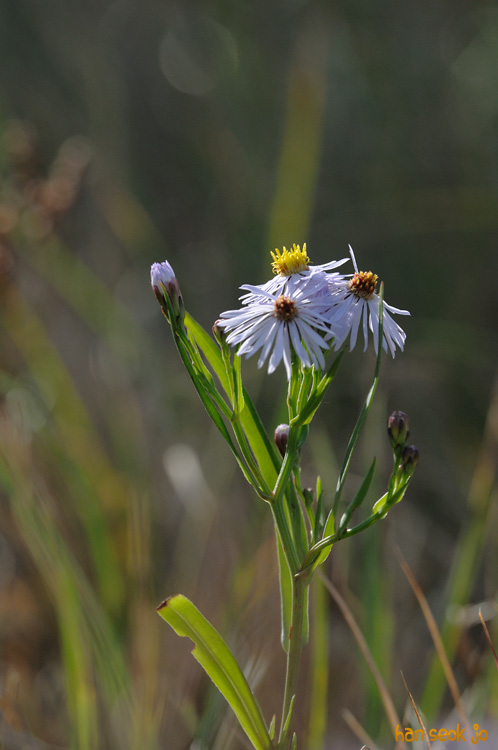 DSC_8184_1.jpg