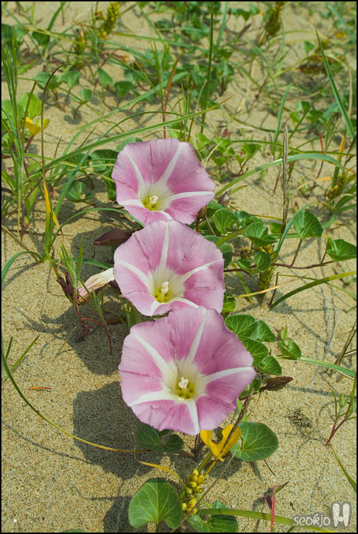DSCF7171.jpg