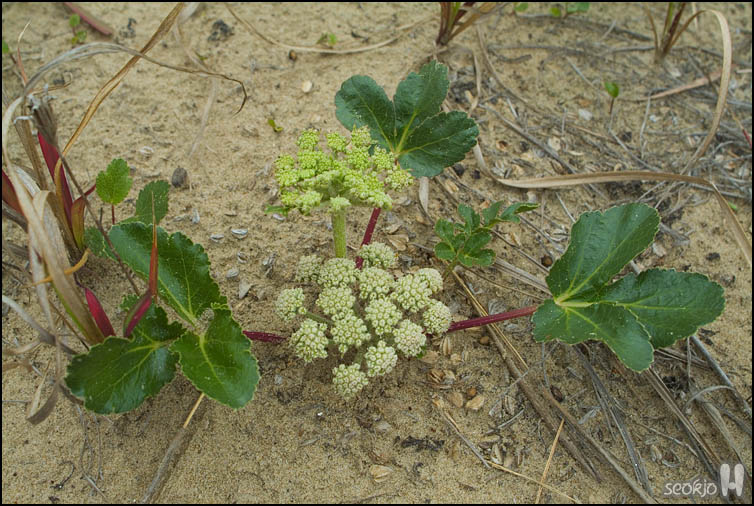 DSCF1376.jpg