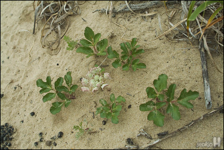 DSCF1379.jpg