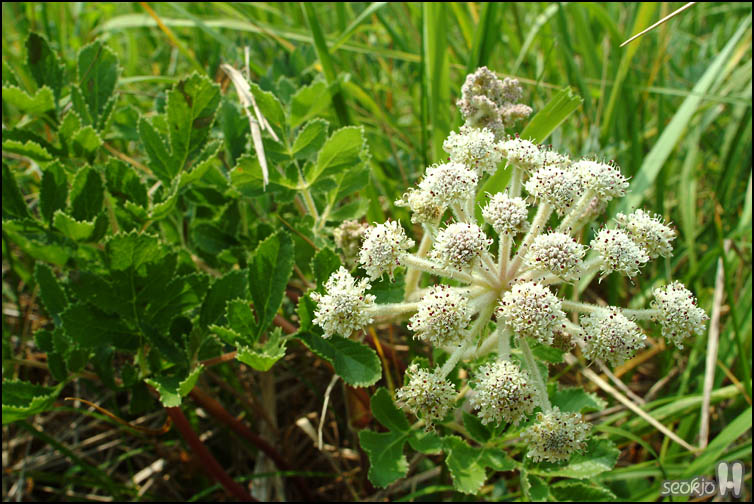 DSCF7176.jpg