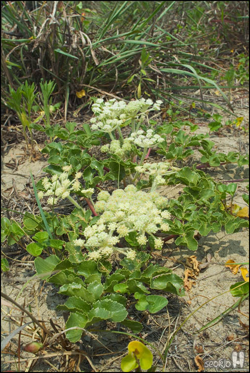 DSCF7184.jpg