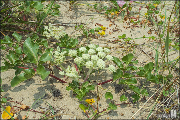 DSCF7187.jpg