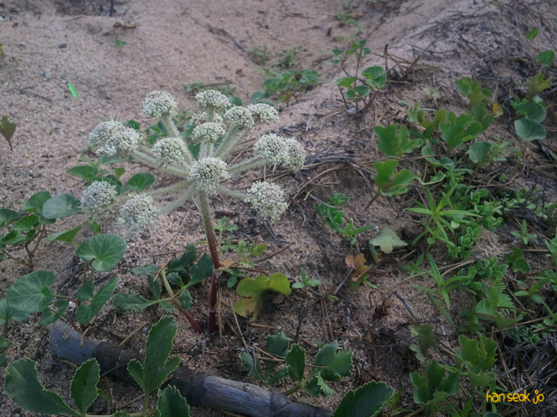 2010-07-18165634.jpg