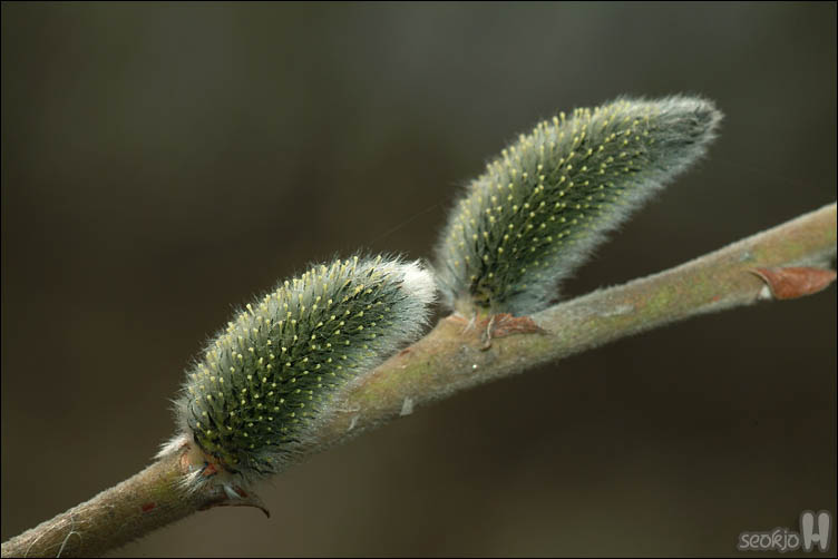 DSCF6141.jpg