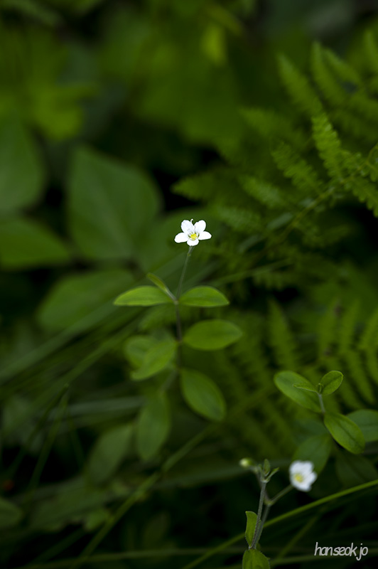 DSC_1300.jpg