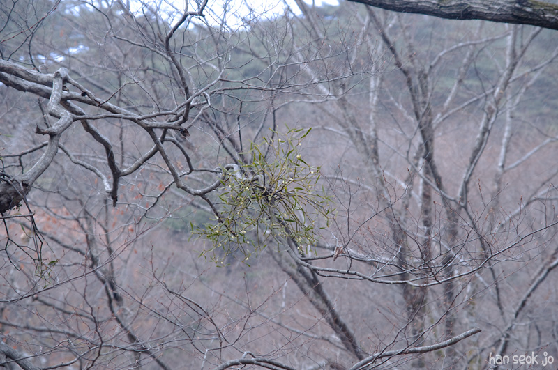DSC_9356.jpg