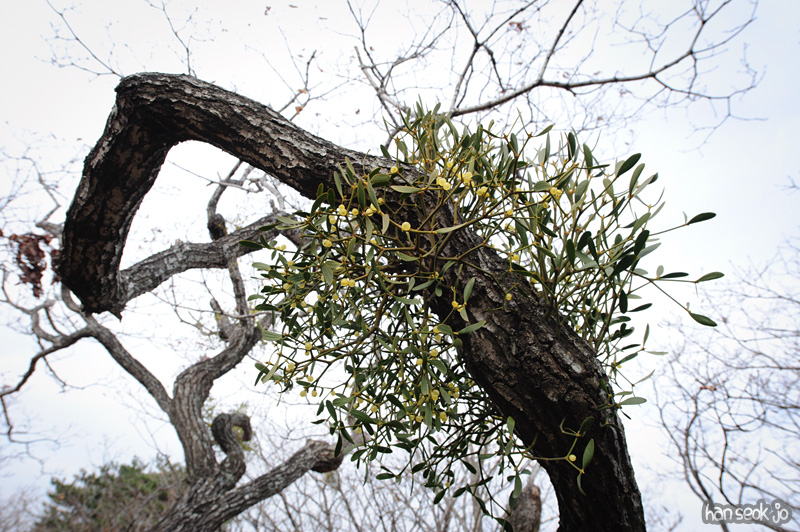 HSJ_6090.jpg