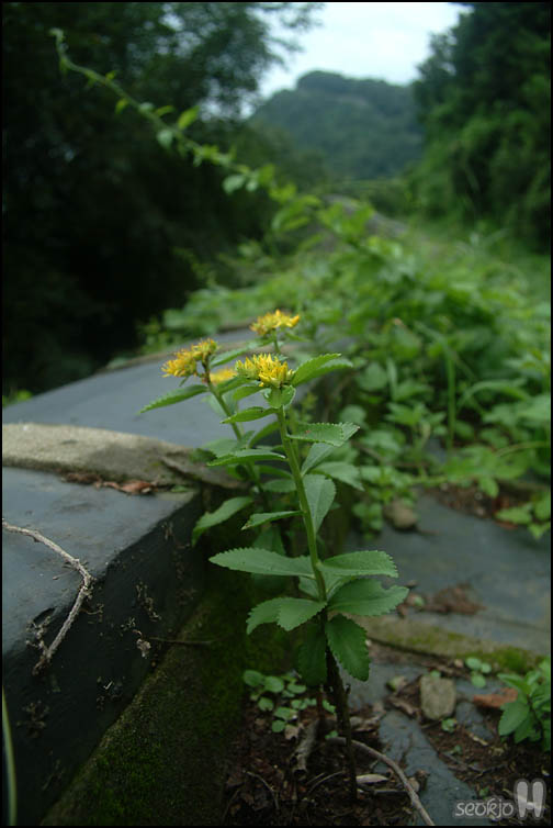 DSCF3104.jpg