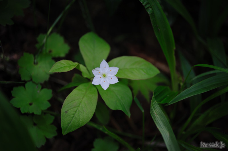 HSJ_0352.jpg