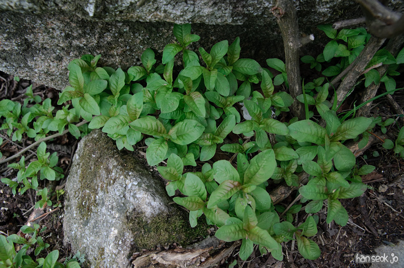 DSC_6534.jpg