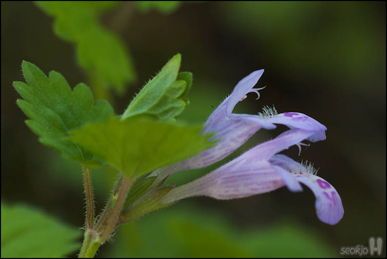 DSCF1130.jpg