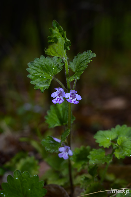 DSC_2076.jpg