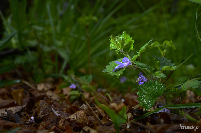 DSC_2062.jpg
