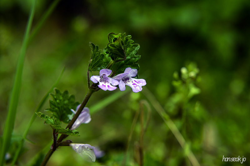 DSC_2100.jpg