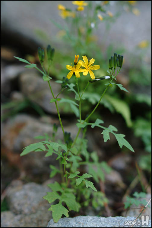 DSCF8954.jpg