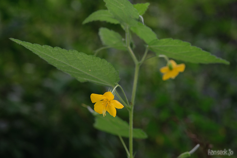 HSJ_0377.jpg