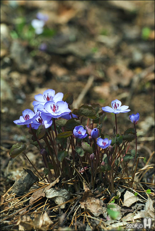 DSCF2601.jpg