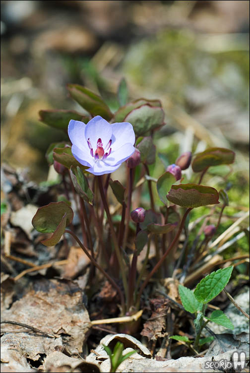 DSCF2608.jpg