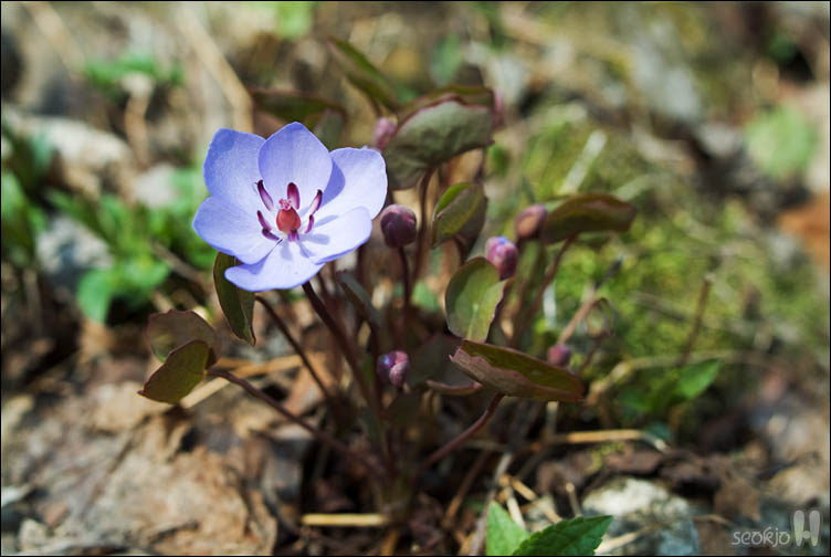 DSCF2613.jpg