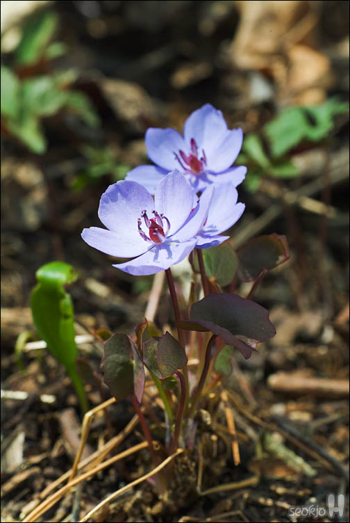 DSCF2621.jpg