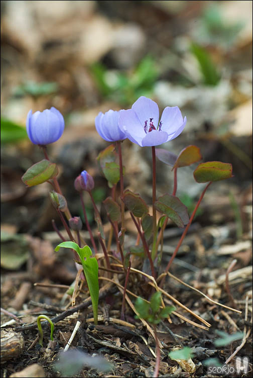 DSCF2671.jpg