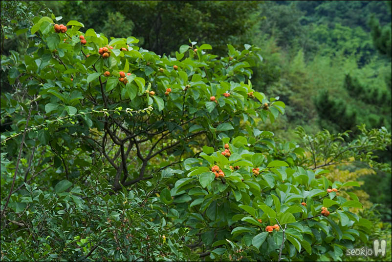 DSCF5477.jpg