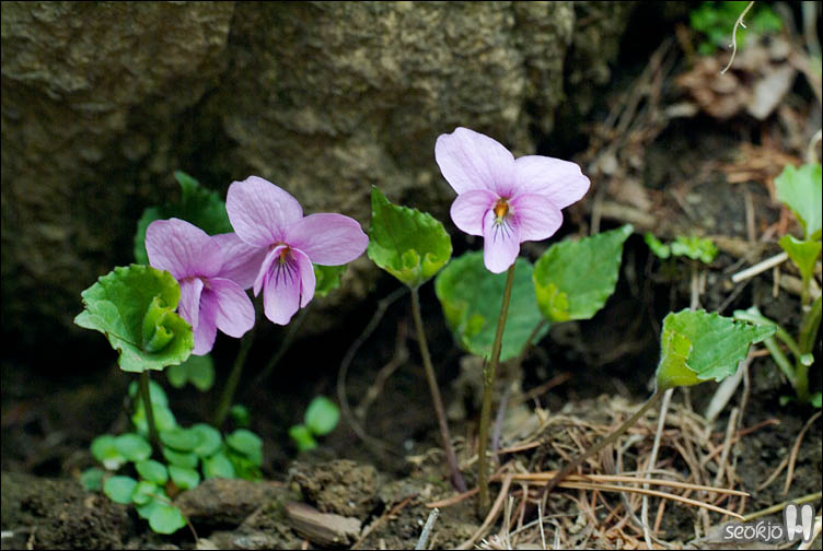 DSCF7278.jpg