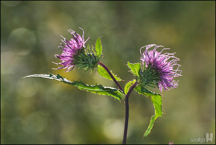 DSCF3867.jpg