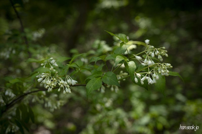 DSC_5089.jpg