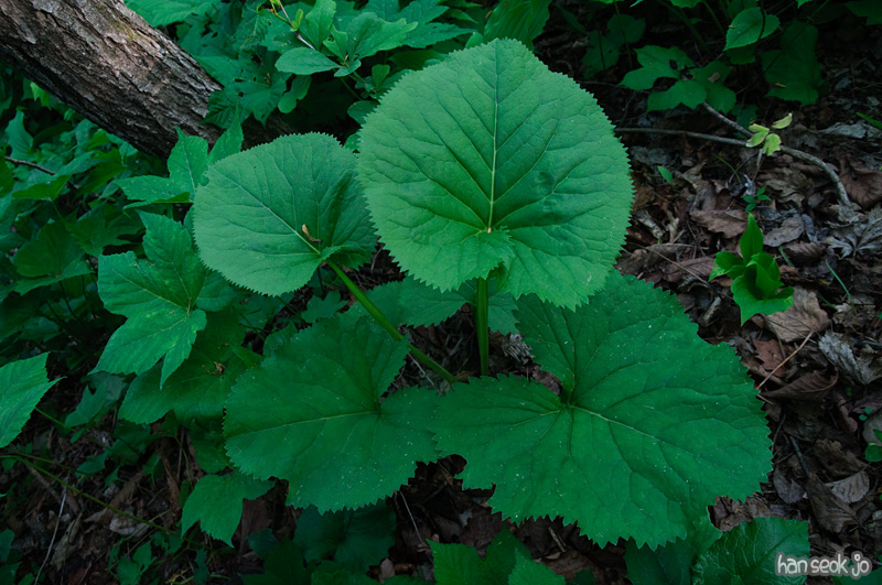 DSC_6769.jpg