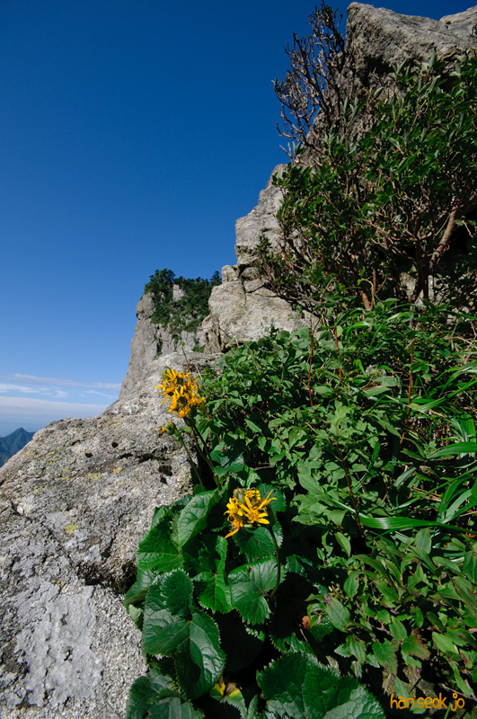 DSC_7930.jpg
