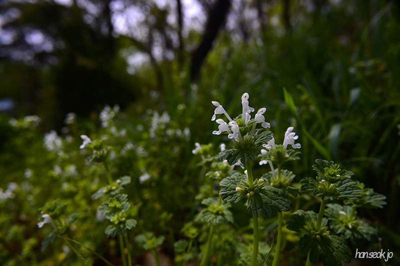 DSC_2185.jpg