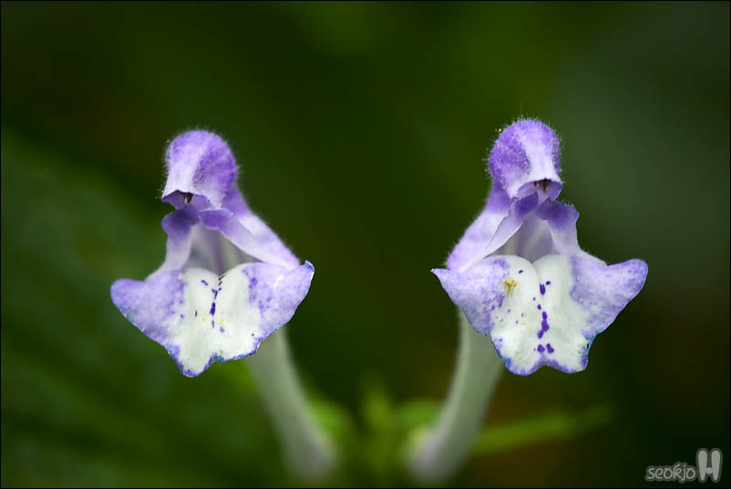DSCF4104.jpg