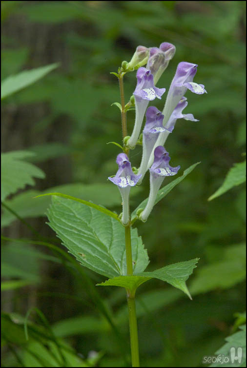 DSCF7041.jpg
