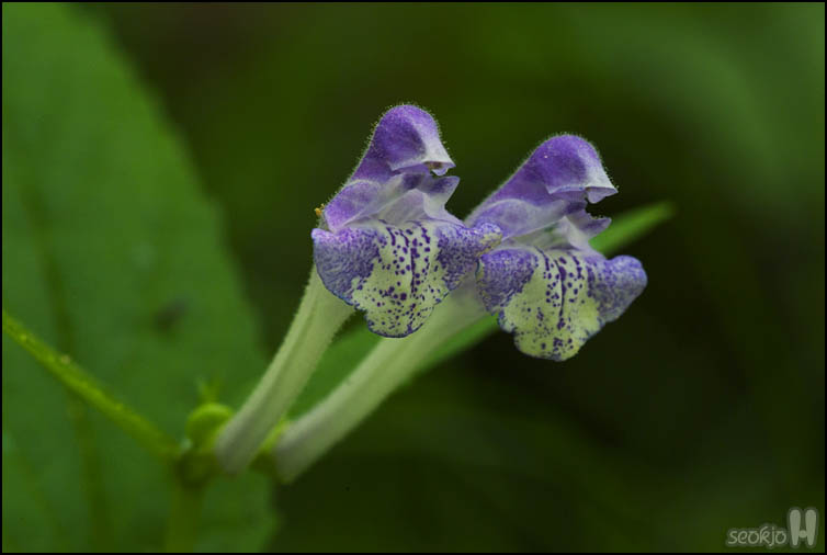 DSCF1570.jpg