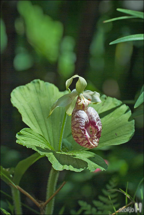DSCF0577.jpg